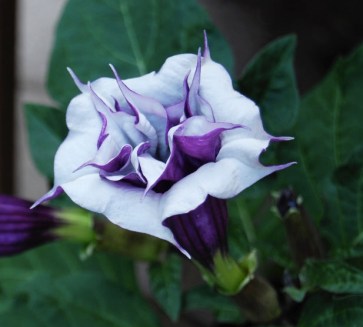 double-purple-trumpet-flower