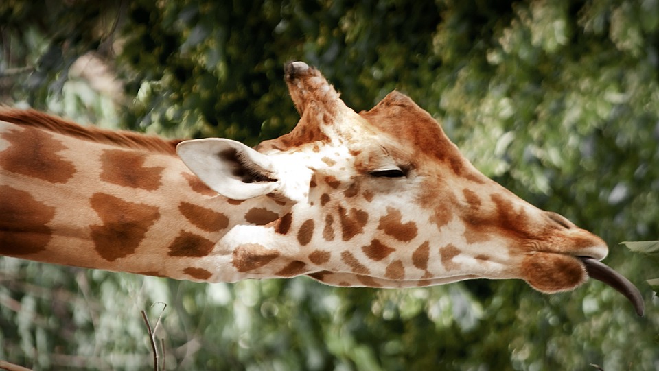 giraffe tongue 3