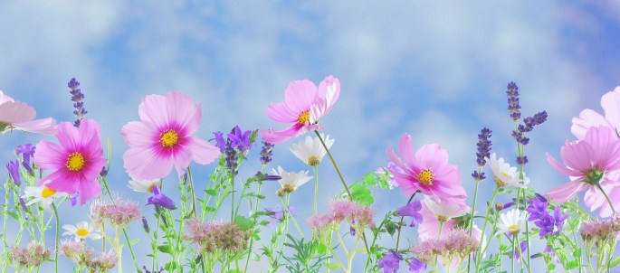wild-flowers-571940_1920.jpg